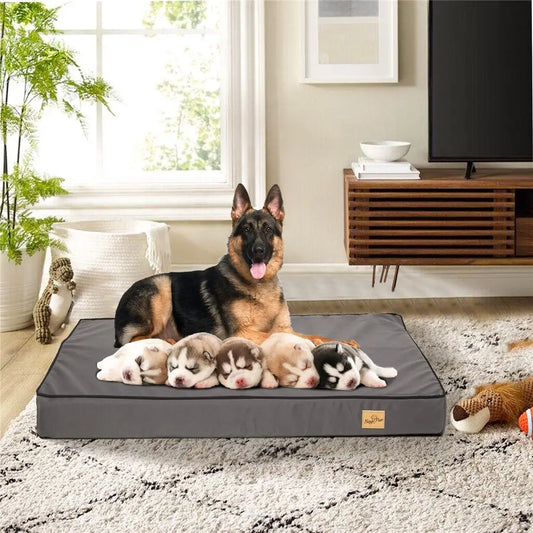 Orthopedic Dog Bed