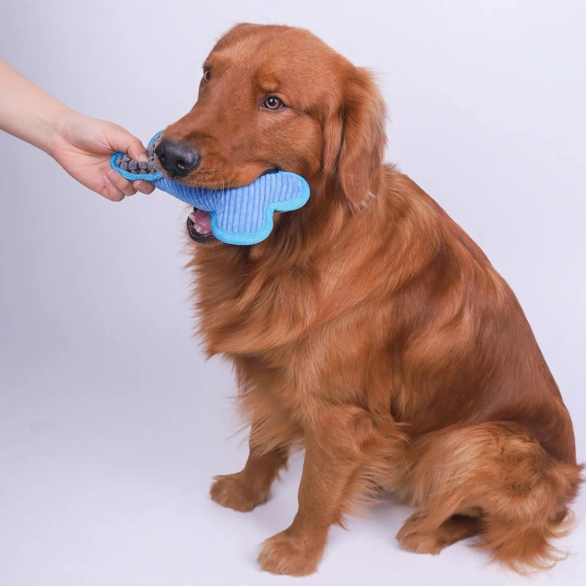 Plush Squeaky Bones Toy