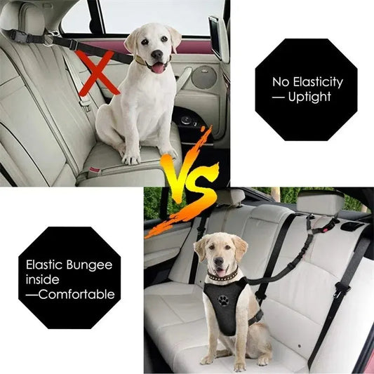 safety belt/harness and walking leash